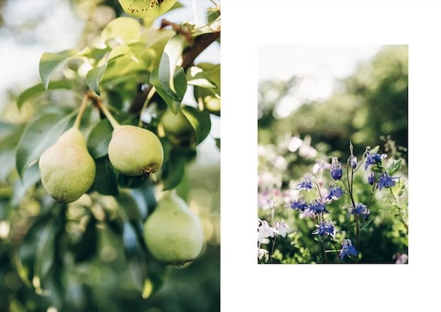 Knits from Our Gardens - Afbeelding 3